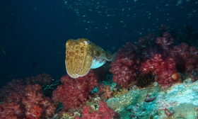 Birmanie - Mergui - 2018 - DSC02732 - Broadclub cuttlefish - Seiche - Sepia latimanus